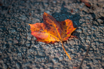 Colorful leaf on the road