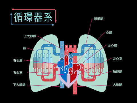 黒バックに日本語で各部位の名称が記載されている心臓と肺にフォーカスした循環器系のシンプルなイラスト