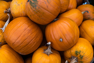 pumpkins natural close up 