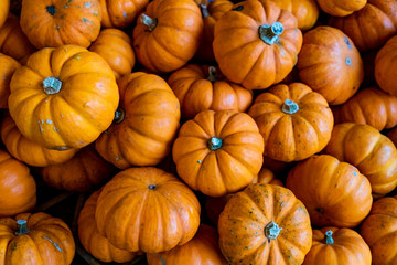 mini pumpkins close up 