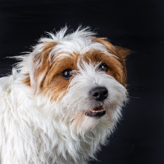 Portrait of a Rough coated Jack Russell looking cute, isolated on a black background