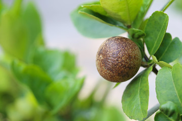 fungus rust of lime.