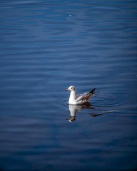 seagull