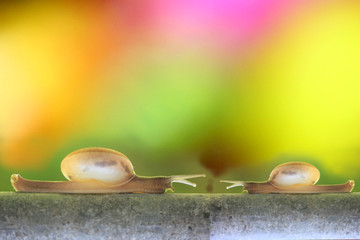 blur two snails with bokeh abstract background,the big one is teaching his experience.