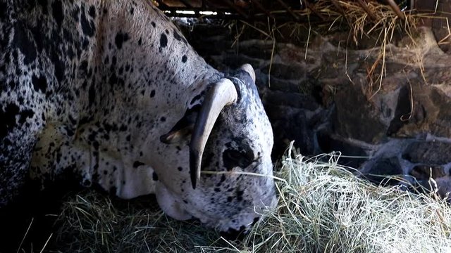 Zebu, Bos primigenius indicus, is feeding with hay at cowshed.
