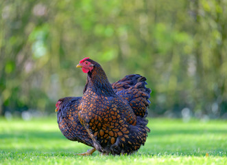 Pair of show quality Wyandotte Hens seen looking for food in a large domestic garden in late spring.
