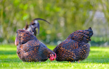 Pair of show quality Wyandotte Hens seen looking for food in a large domestic garden in late spring.