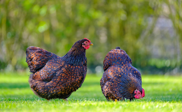 Pair of show quality Wyandotte Hens seen looking for food in a large domestic garden in late spring.