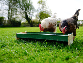 Pair of domestic bantam chicken hens seen feeding from a trough in a large rural garden in  springtime.