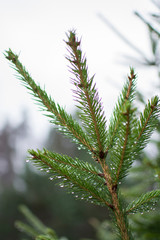 Raindrops on the needles of the spruce branches