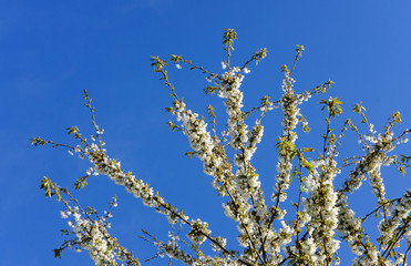 Wild pear blossom seen growing in early spring on a clear day in an English garden.