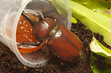 昆虫ゼリーを食べるカブトムシ