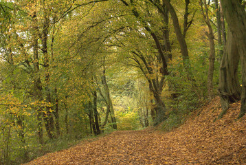 autumn forest way