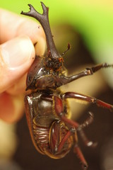 捕まったカブトムシ