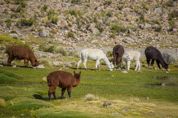 Naklejka na ściany i meble Alpacas are grazing on a field in Peru