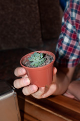selective focus of man hand holding brown flowerpot with green succulent under table in cafe