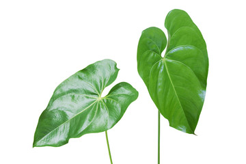 Green Leaves of Anthurium Plant Isolated on White Background