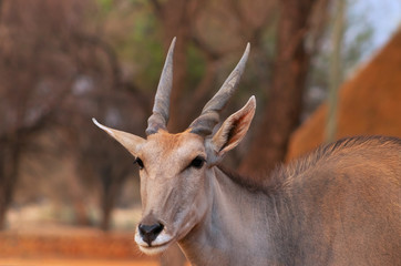 Beautiful Images  of African largest Antelope. Wild african Eland antelope  close up, Namibia,...