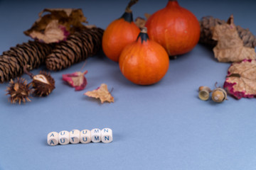 Fall autumn concept with pumpkin, colorful leaves, fir cones and acorns on gray background with copy space