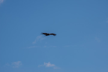 A soaring сondor above the Colca canyon in Peru