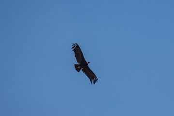 A soaring сondor above the Colca canyon in Peru