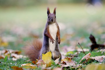squirrel on two legs in the park, autumn in Poland, portrait