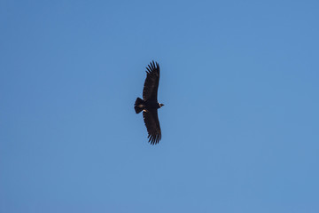 A soaring сondor above the Colca canyon in Peru