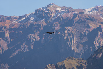 A soaring сondor above the Colca canyon in Peru