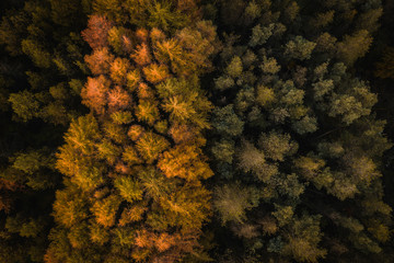 An aerial drone view of a large pine forest
