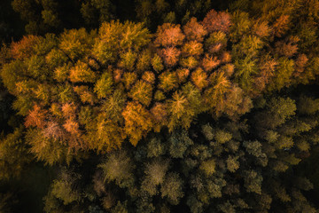 An aerial drone view of a large pine forest