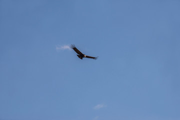 A soaring сondor above the Colca canyon in Peru