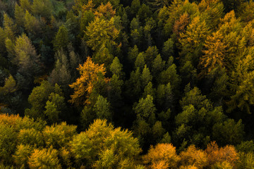 An aerial drone view of a large pine forest
