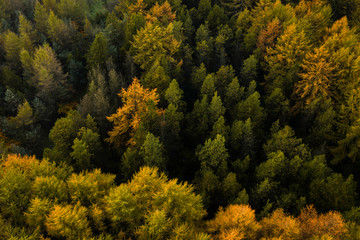 Fototapeta premium An aerial drone view of a large pine forest