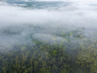 Fototapeta na wymiar Beautiful fog in the morning