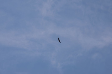 A soaring сondor above the Colca canyon in Peru