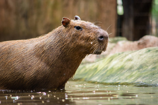 capybara