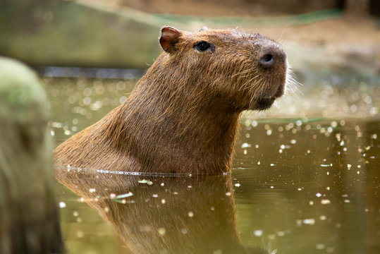 Fototapeta capybara