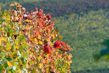  im herbstlichen weinberg bei vendersheim