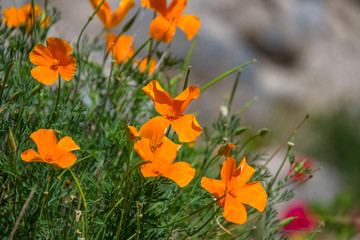 The California poppy (Eschscholzia californica) in Peru