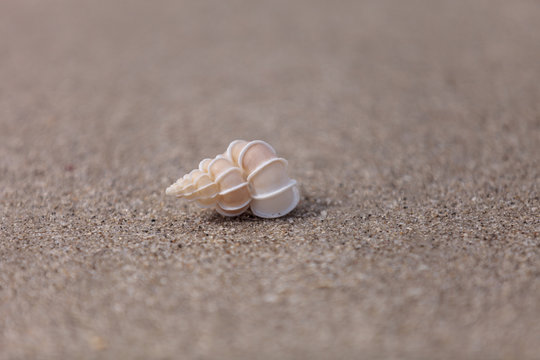 Precious Wentletrap Epitonium scalare  shell