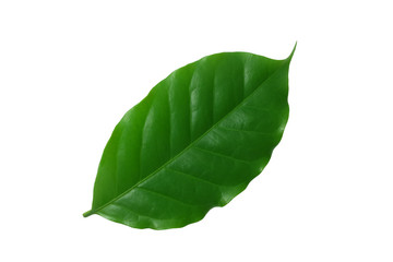 Fototapeta na wymiar isolated​ coffee​ leaf​ on​ white​ background.​ Real​ green​ leaf​ from​ nature.
