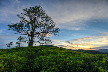 Obraz premium Couché de soleil sur une plantation de thé à Ella Sri Lanka