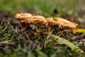 Champignons en forêt