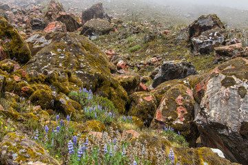 The Salkantay trek (Andes, Peru). The stones, covered with thick fog