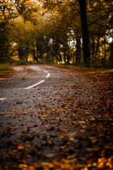 A road leading into a forest in Autumn