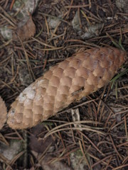 fir cone