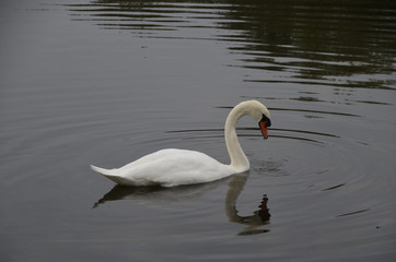 Jolie cygne et son reflet dans l'eau miroir