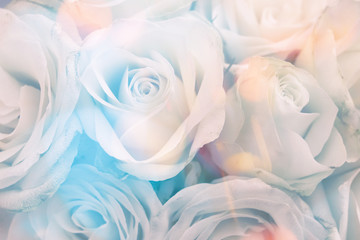 romantic roses in closeup as a background