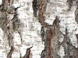 birch bark large