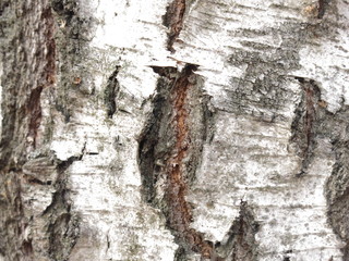 birch bark large